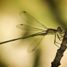 Damsel - But Not in Distress